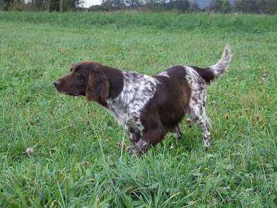 photo chien: Le petit Munsterlander